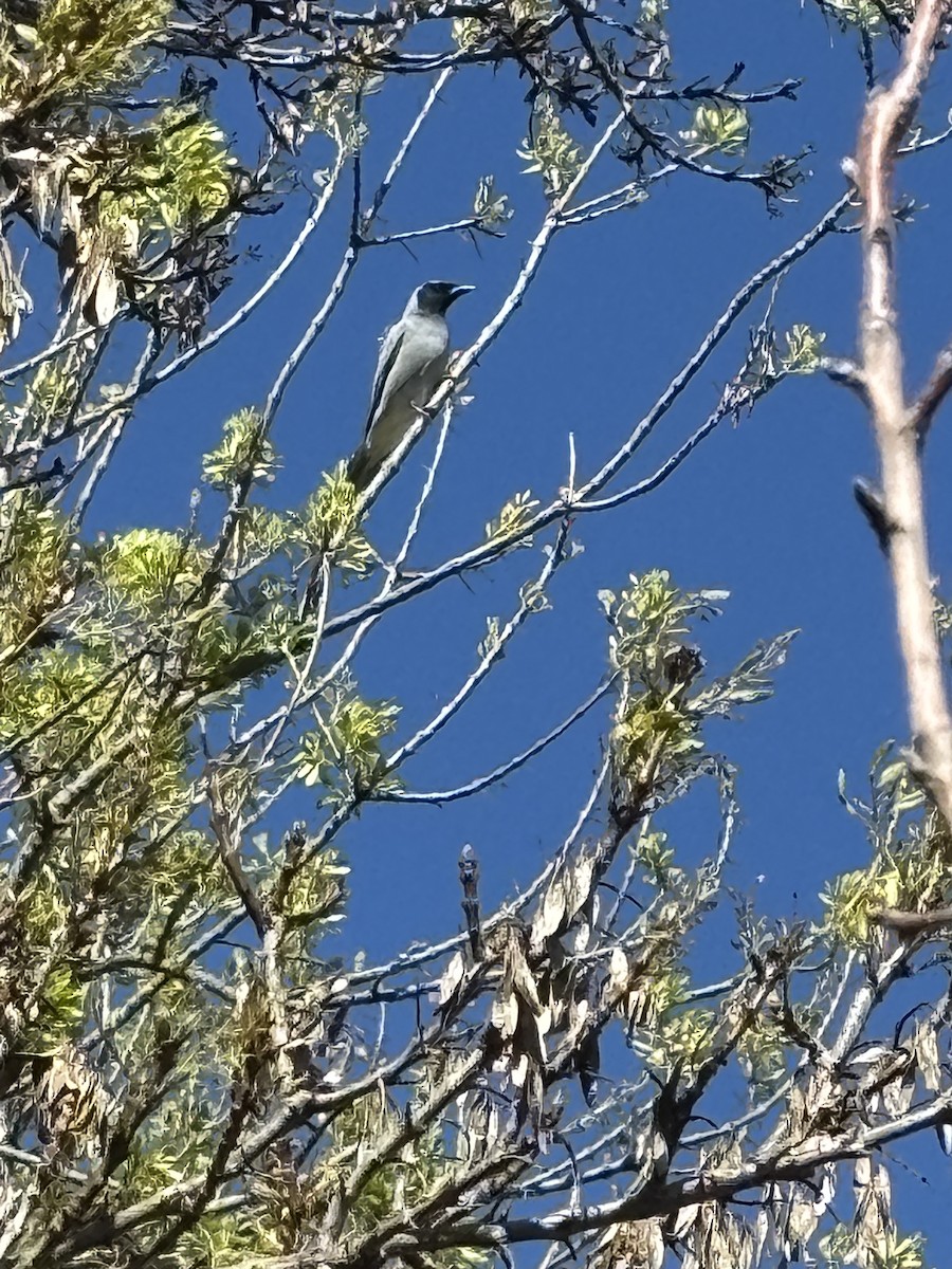 Black-faced Cuckooshrike - ML641910826