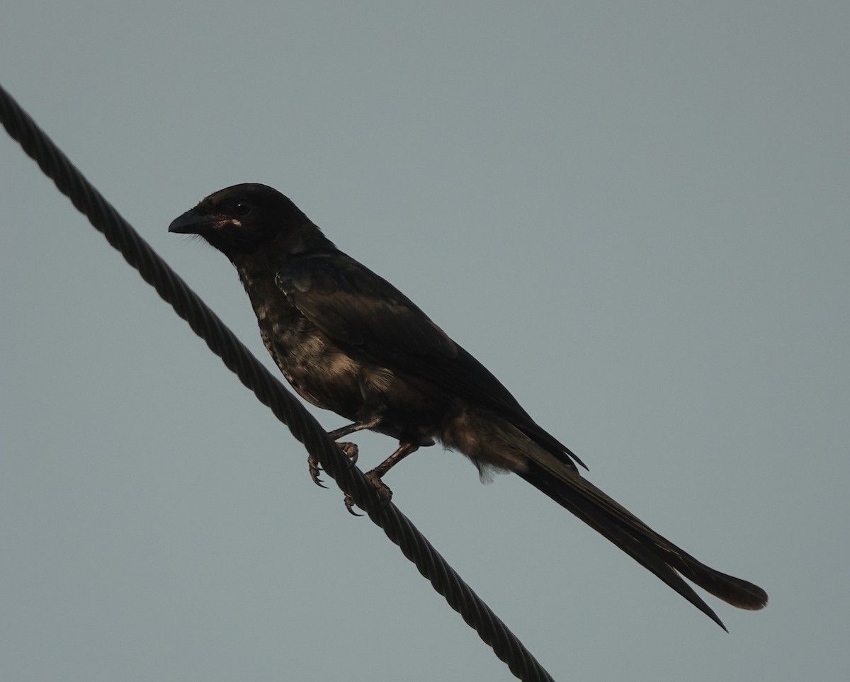 Black Drongo - ML641910847