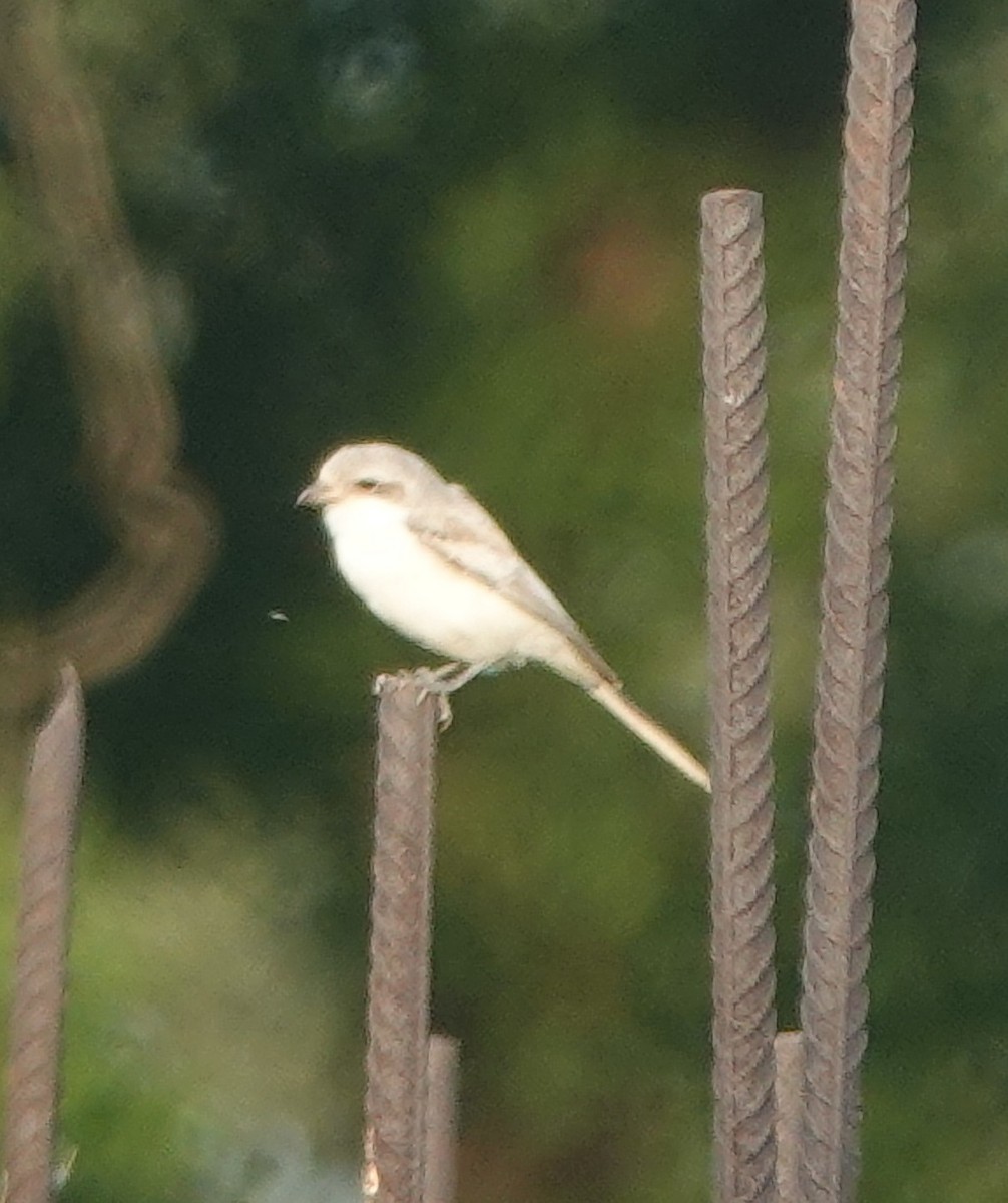 Bay-backed Shrike - ML641910884
