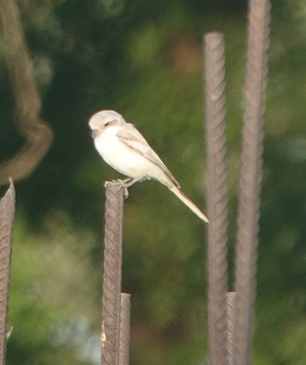 Bay-backed Shrike - ML641910885