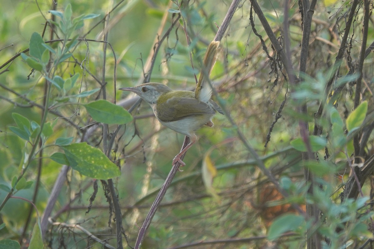 Common Tailorbird - ML641910914