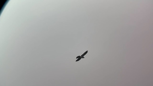 Mississippi Kite - ML641910919