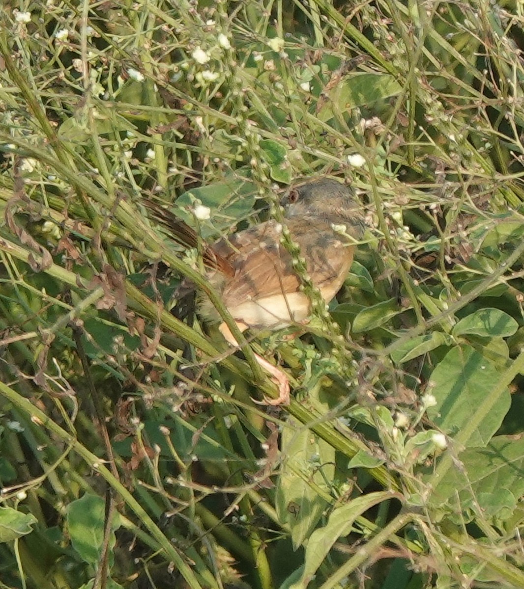 Ashy Prinia - ML641910924