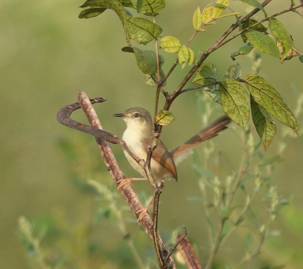Ashy Prinia - ML641910926