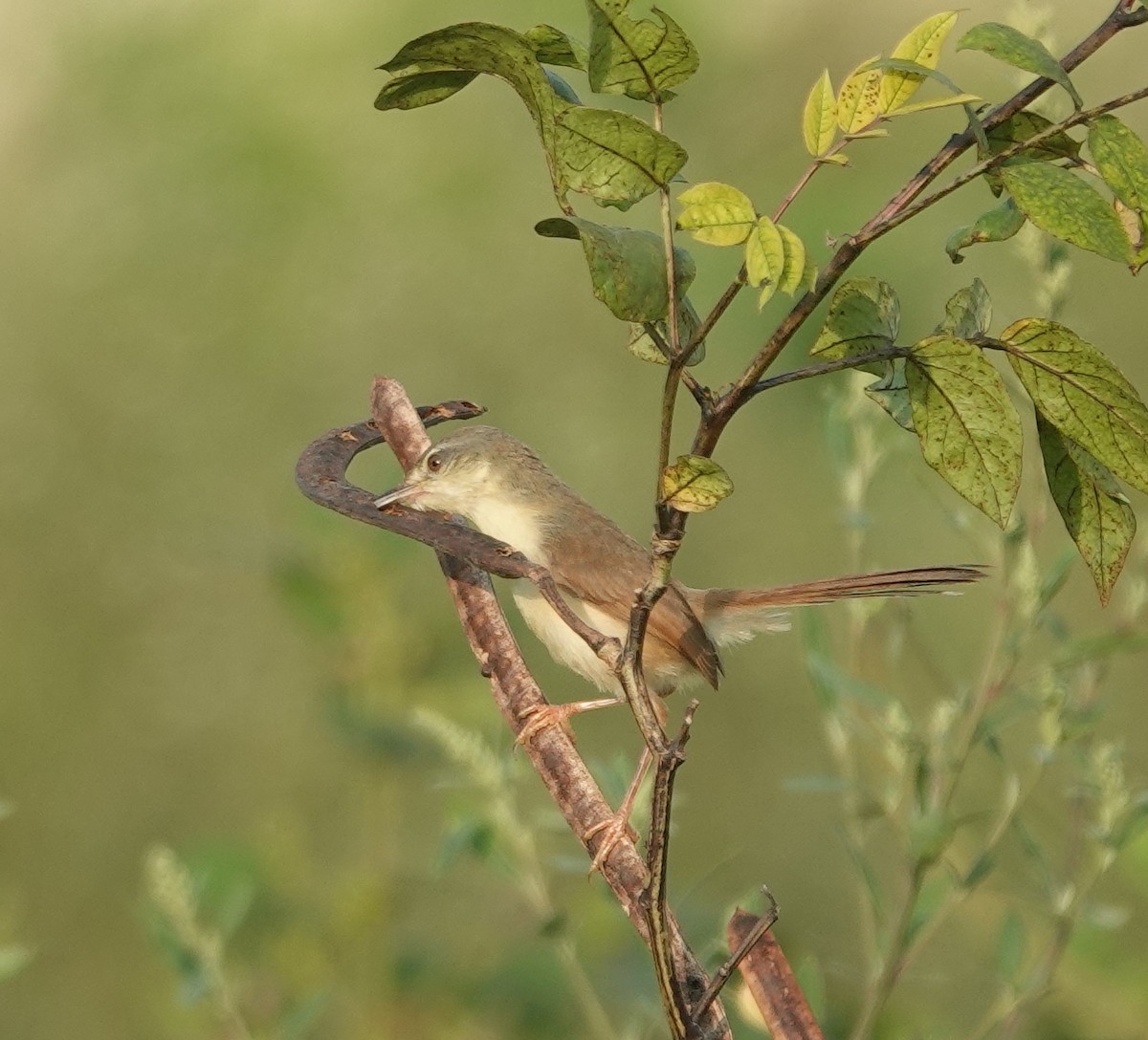 Ashy Prinia - ML641910927