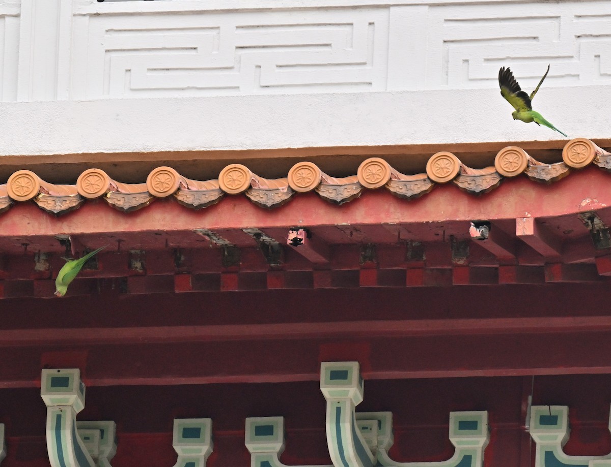 Rose-ringed Parakeet - ML641910929