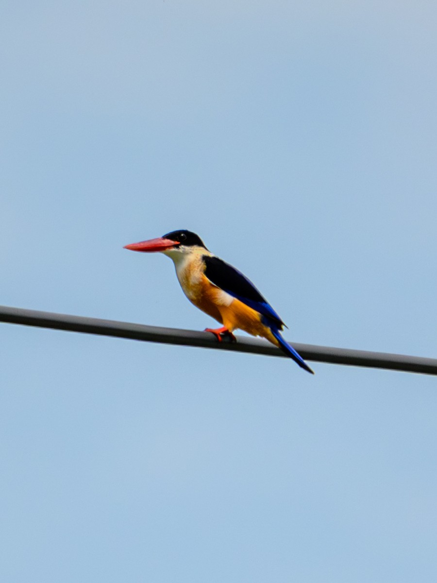 Хар магнайт халуу - ML641910957