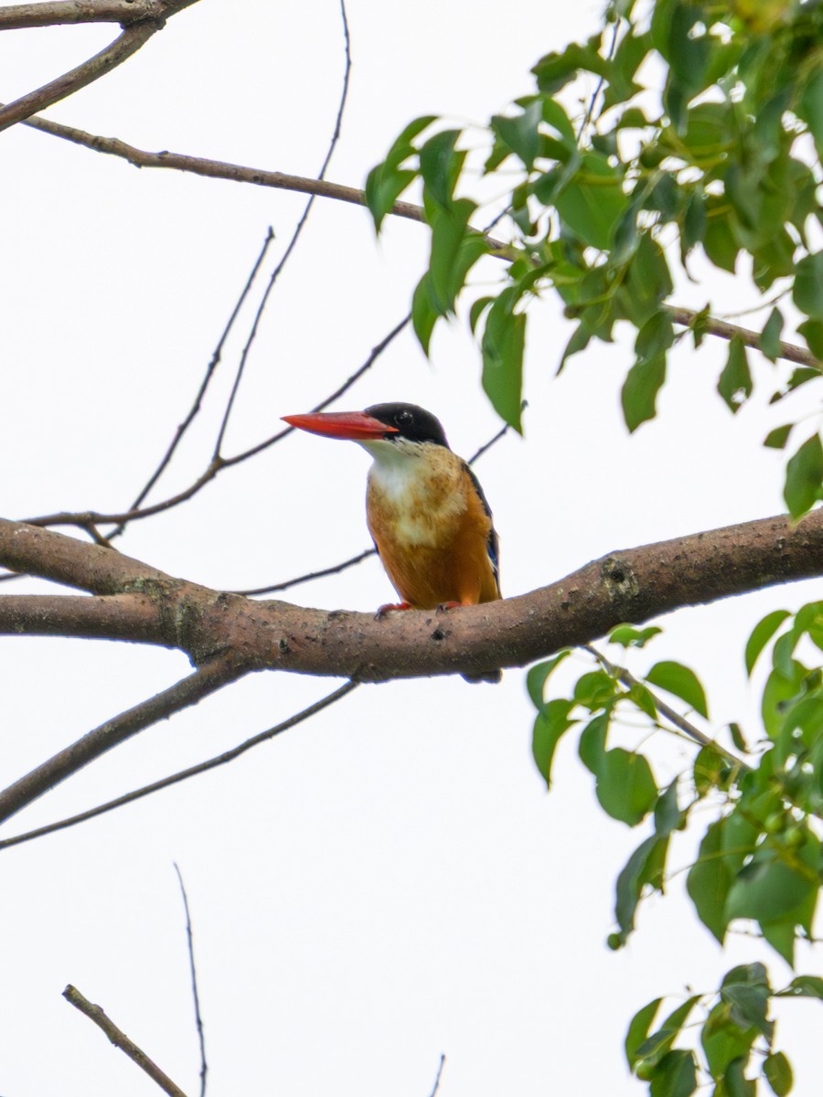 Хар магнайт халуу - ML641910958