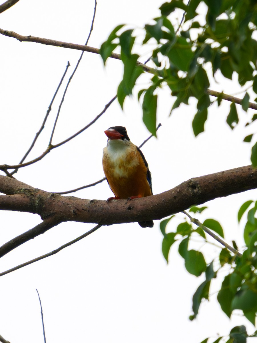 Хар магнайт халуу - ML641910960