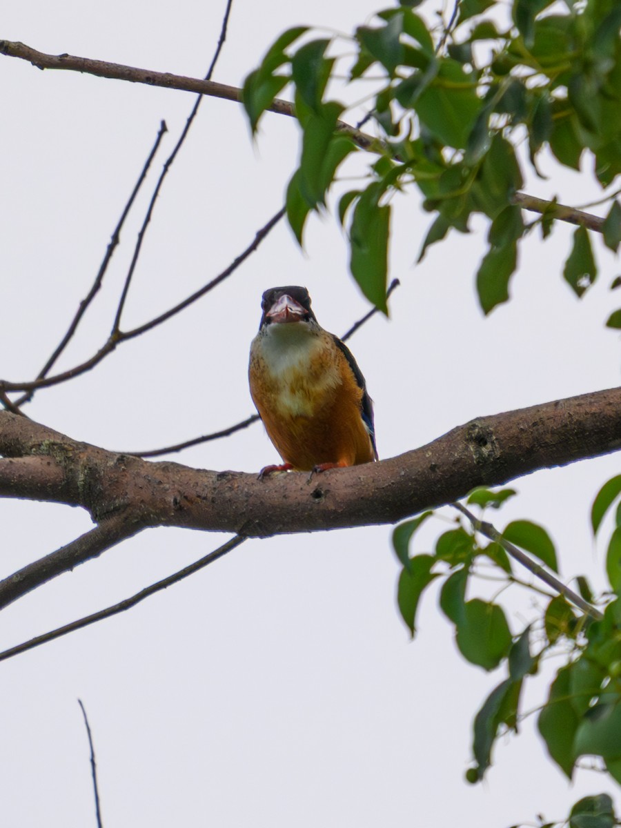 Хар магнайт халуу - ML641910961