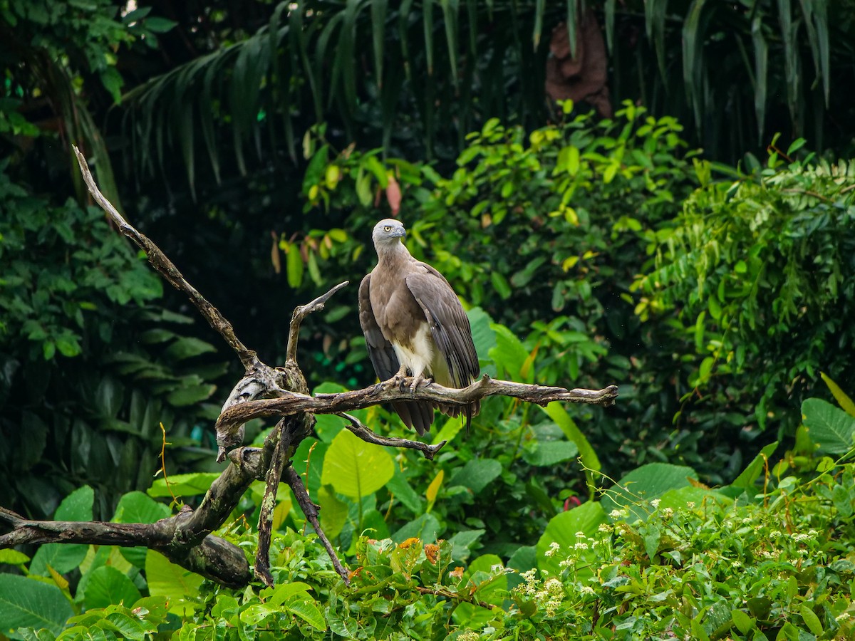 Gray-headed Fish-Eagle - ML641910973