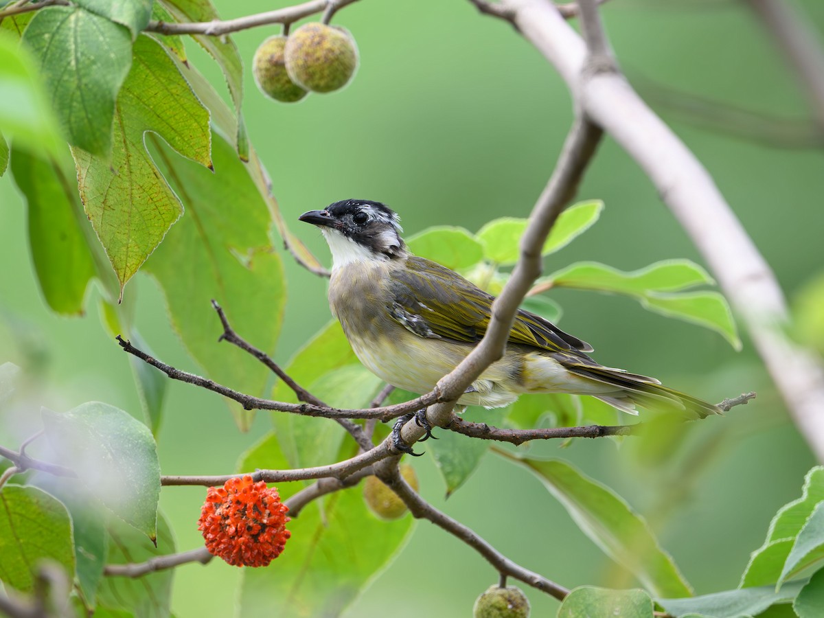 Light-vented Bulbul - ML641910980