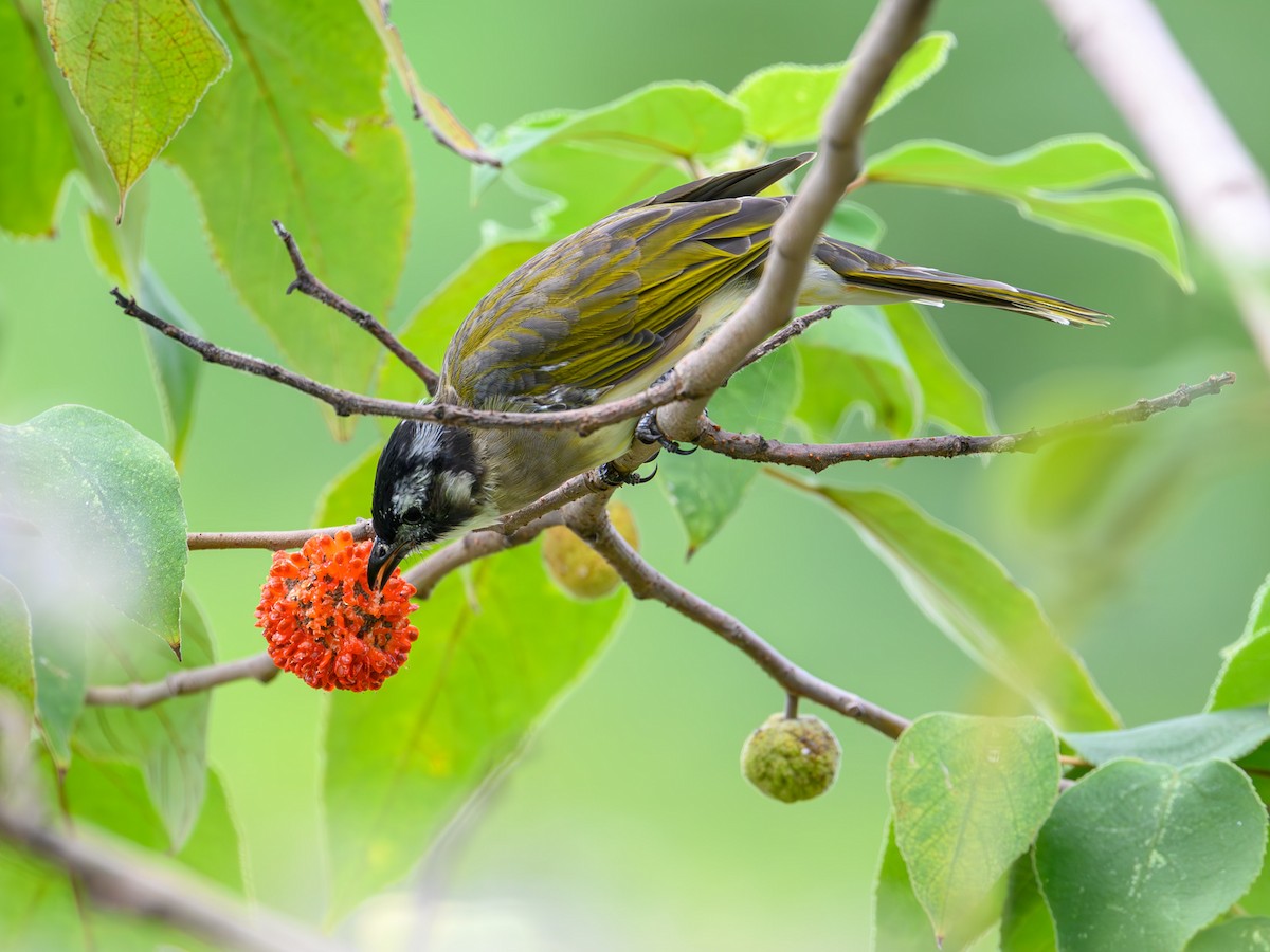 Light-vented Bulbul - ML641910981