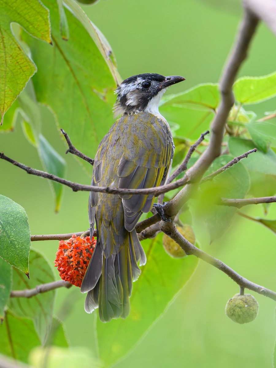 Light-vented Bulbul - ML641910982