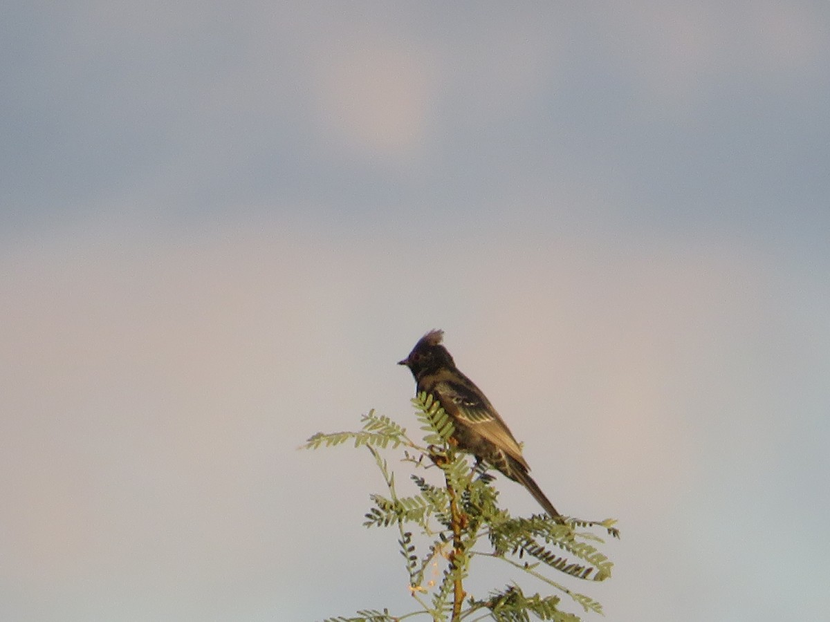Phainopepla - ML641911006