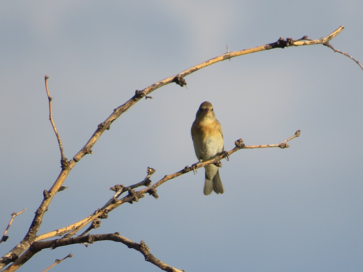 Lazuli Bunting - ML641911022