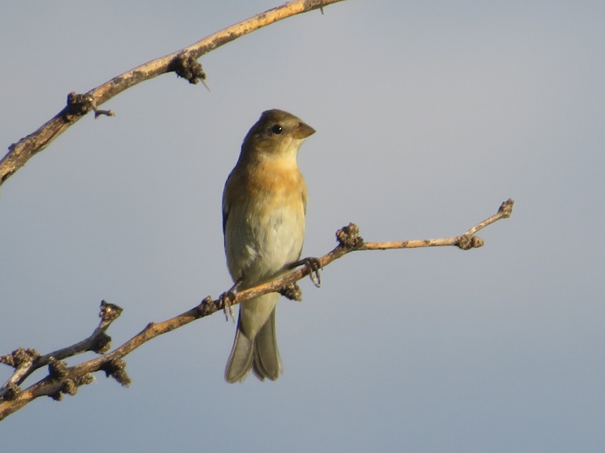 Lazuli Bunting - ML641911030