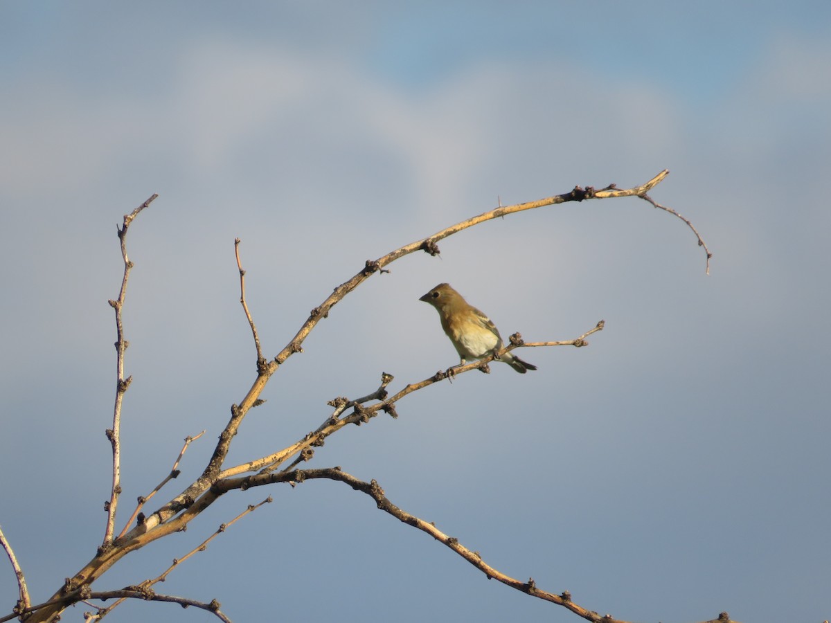 Lazuli Bunting - ML641911033