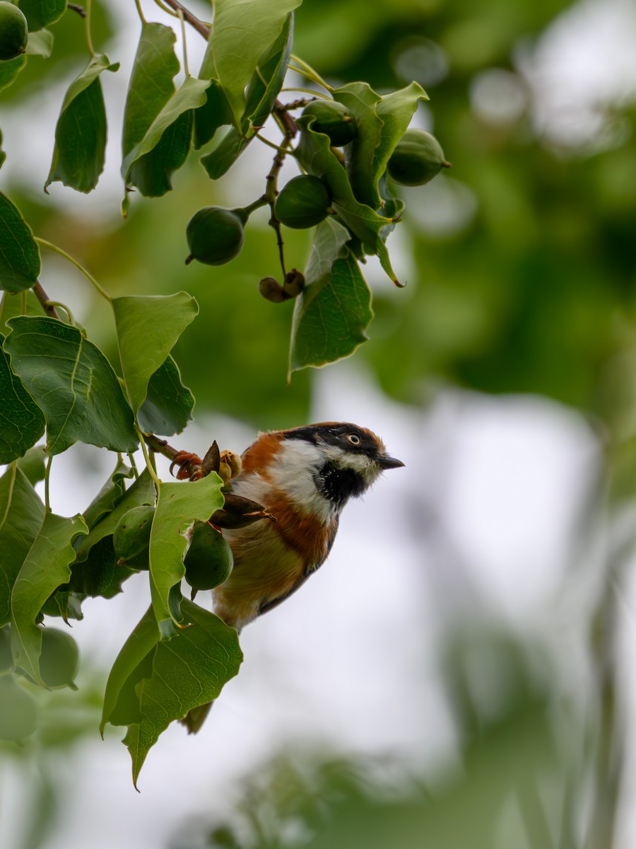Black-throated Tit - ML641911040
