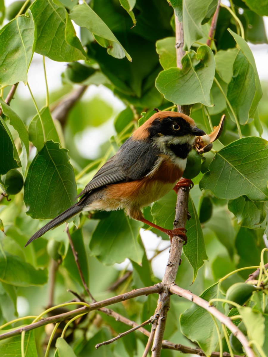 Black-throated Tit - ML641911045