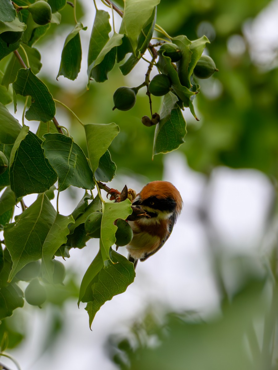 Black-throated Tit - ML641911046
