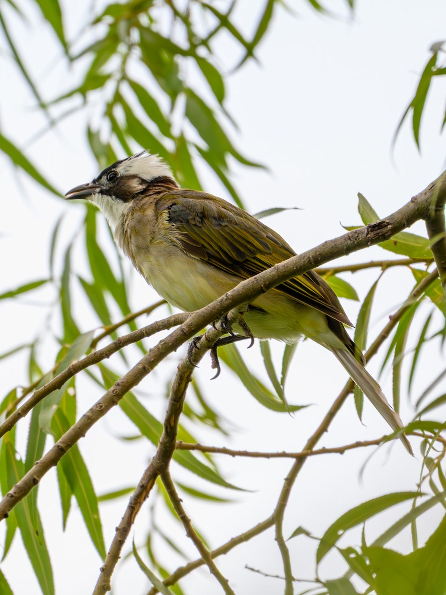 Light-vented Bulbul - ML641911071