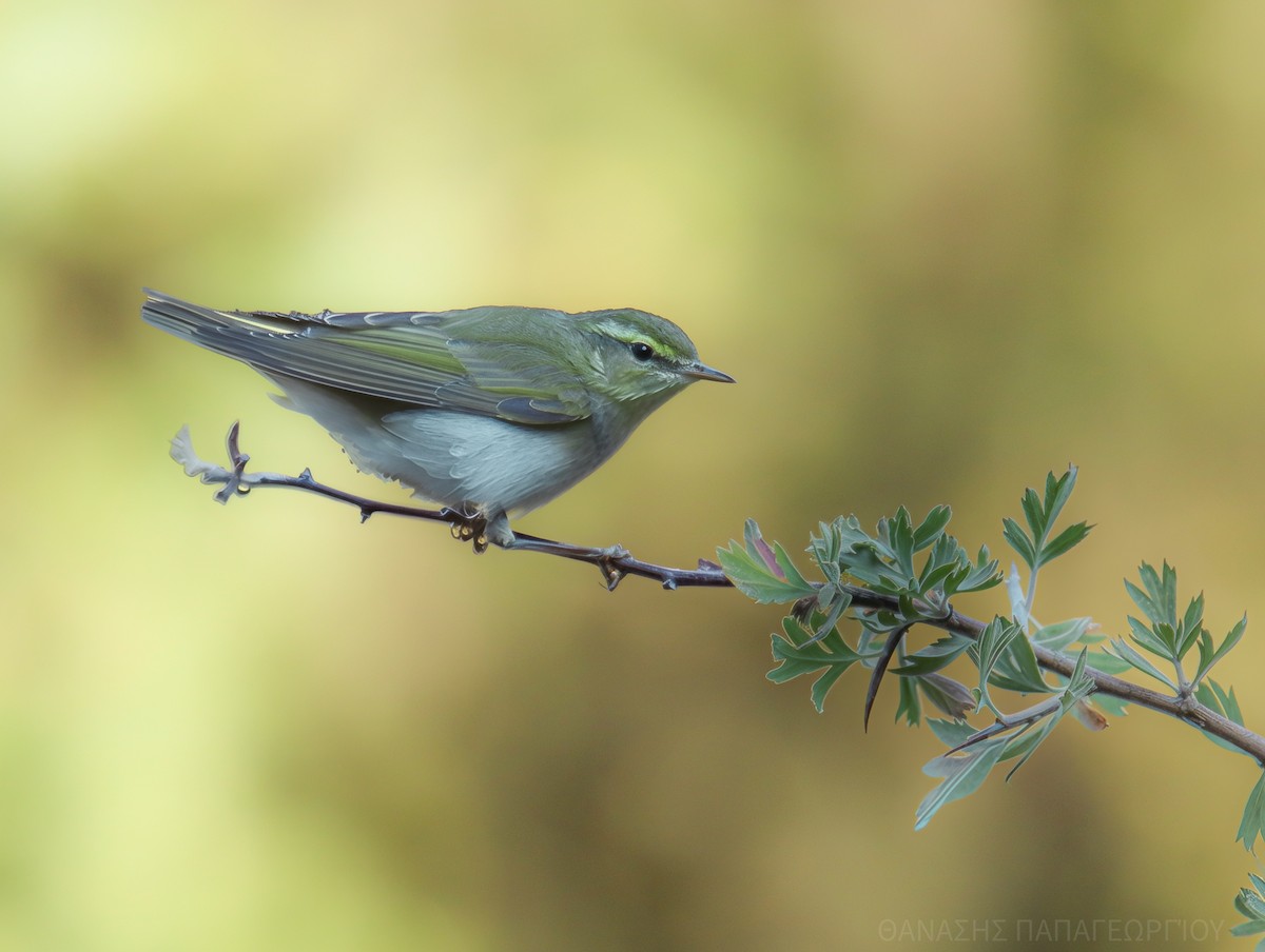 Mosquitero Silbador - ML641911096