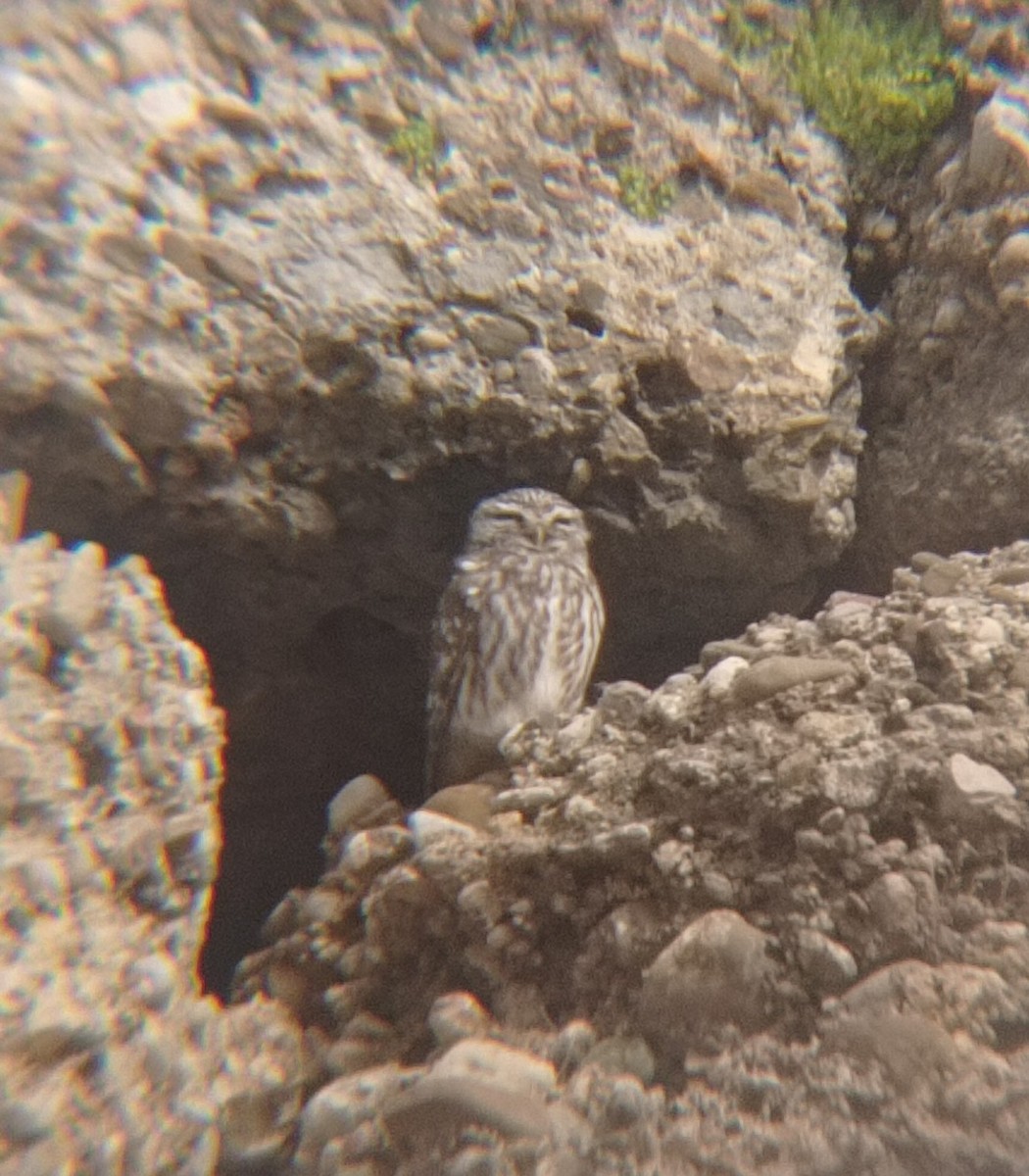 縱紋腹小鴞 - ML641911130