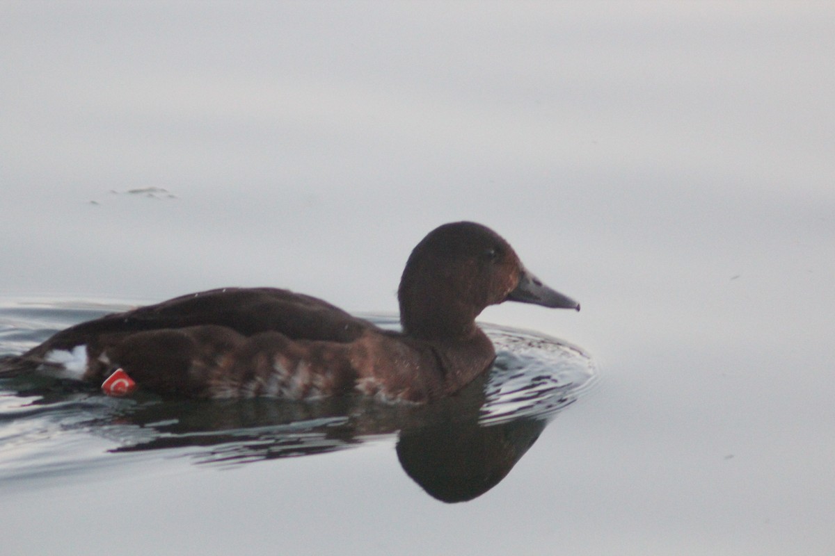 Baer's Pochard - ML641911146