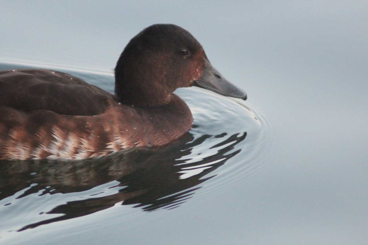 Baer's Pochard - ML641911147