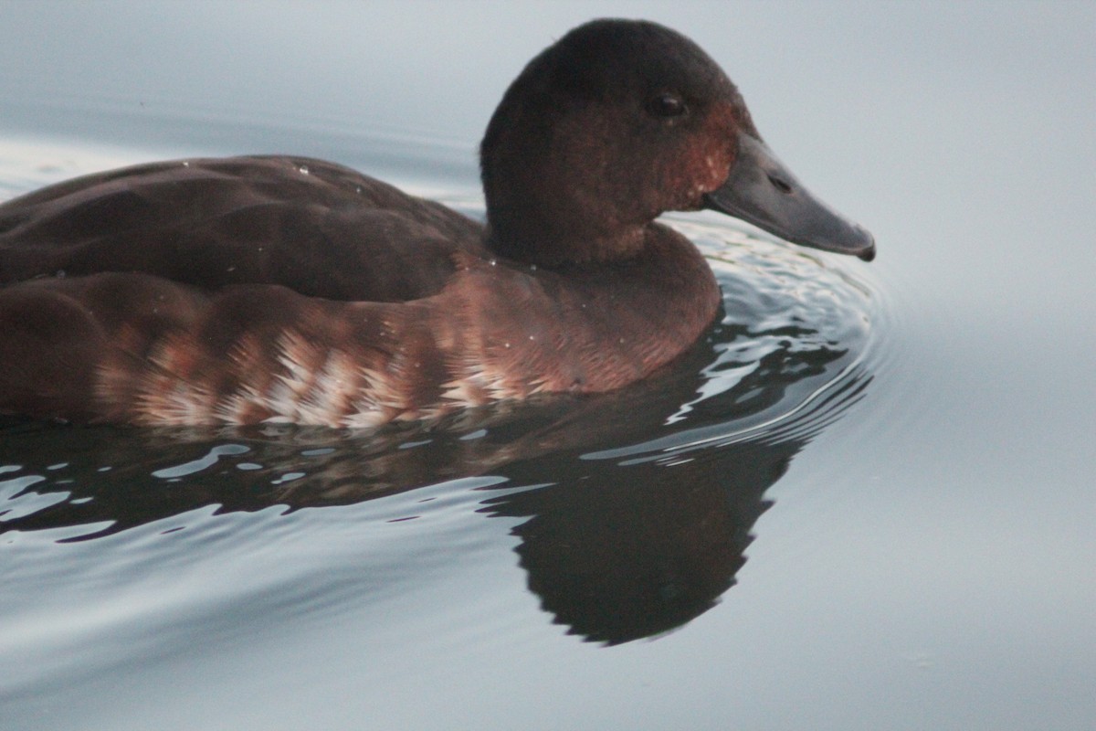 Baer's Pochard - ML641911148