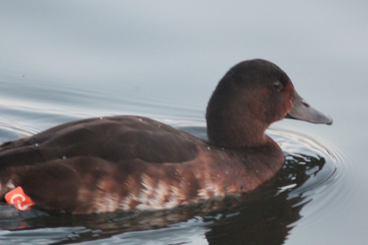 Baer's Pochard - ML641911149