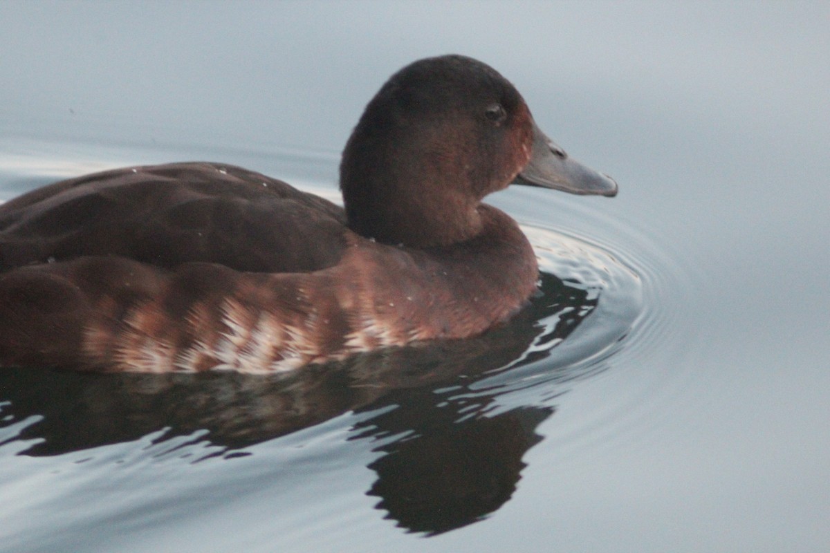 Baer's Pochard - ML641911150