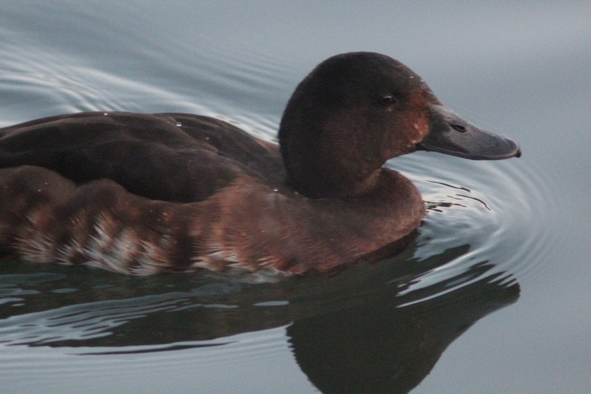Baer's Pochard - ML641911151