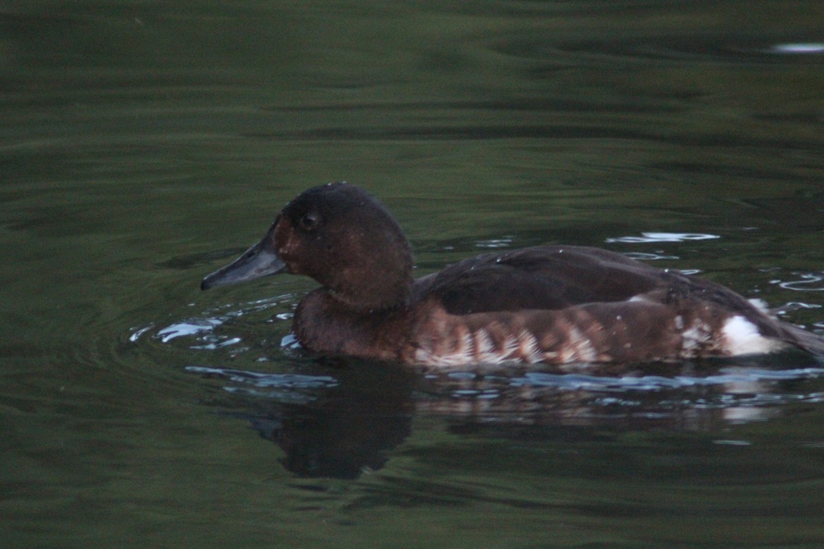 Baer's Pochard - ML641911152