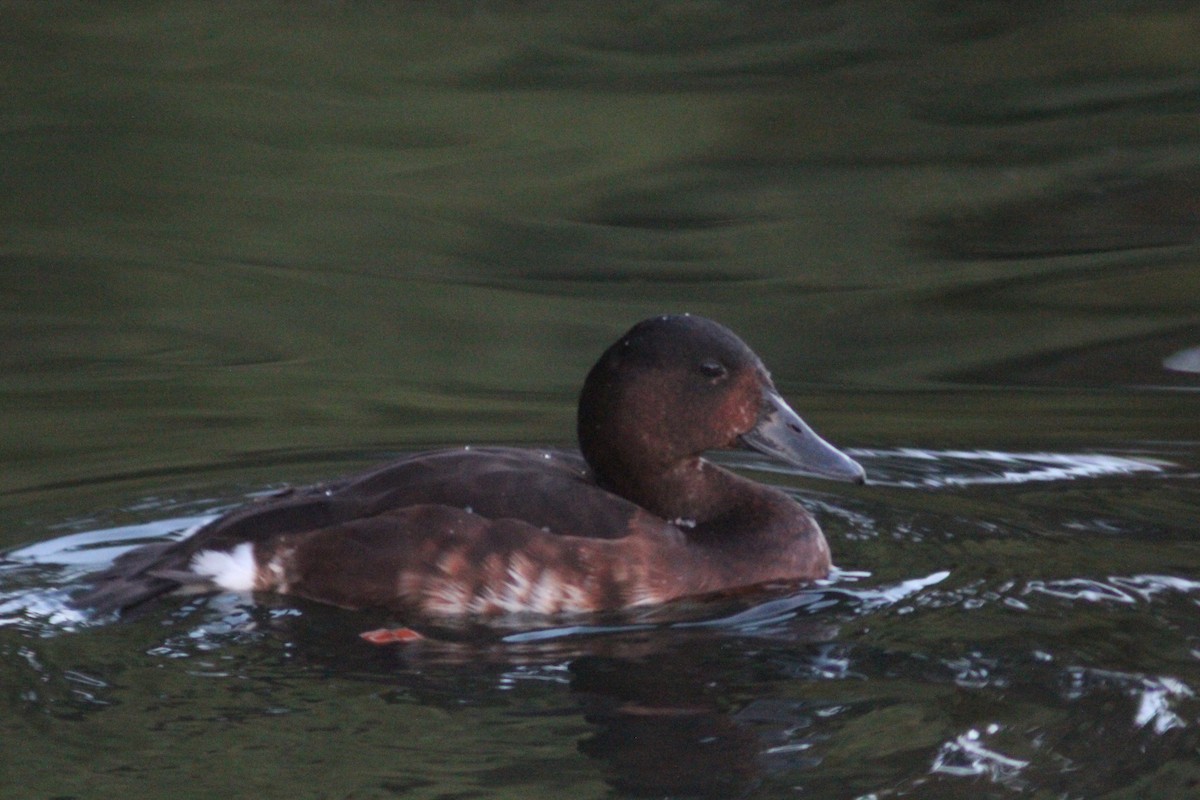 Baer's Pochard - ML641911153