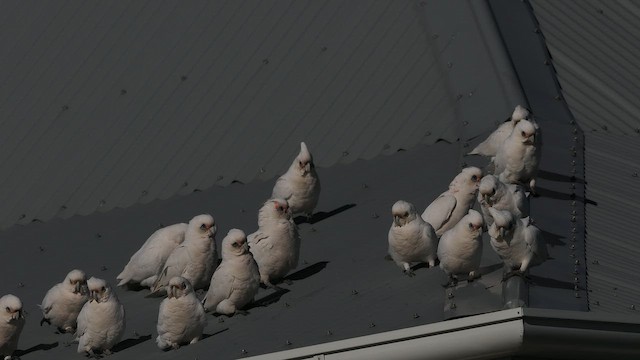 Little Corella - ML641911179