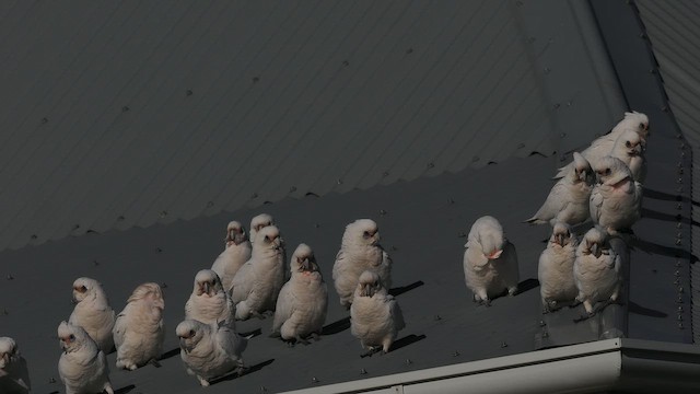 Little Corella - ML641911181