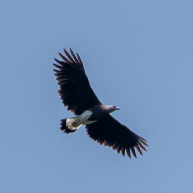 Gray-headed Fish-Eagle - ML641911195