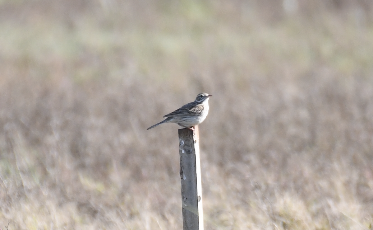 Australian Pipit - ML641911196