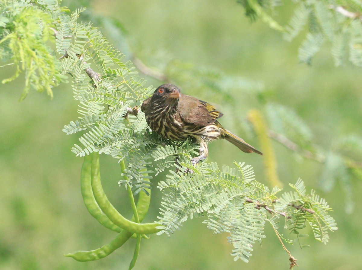 Palmchat - ML641911204