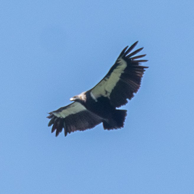 White-rumped Vulture - ML641911219