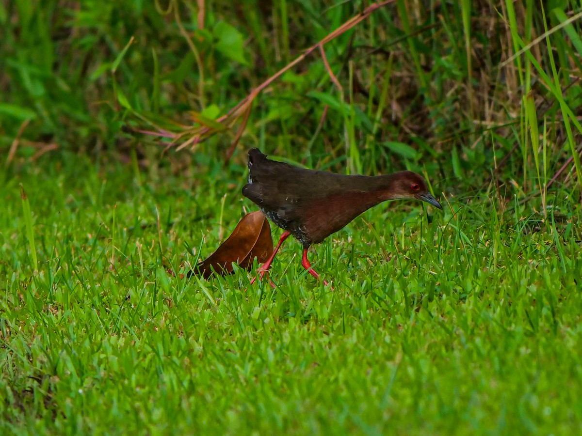 Ruddy-breasted Crake - ML641911251