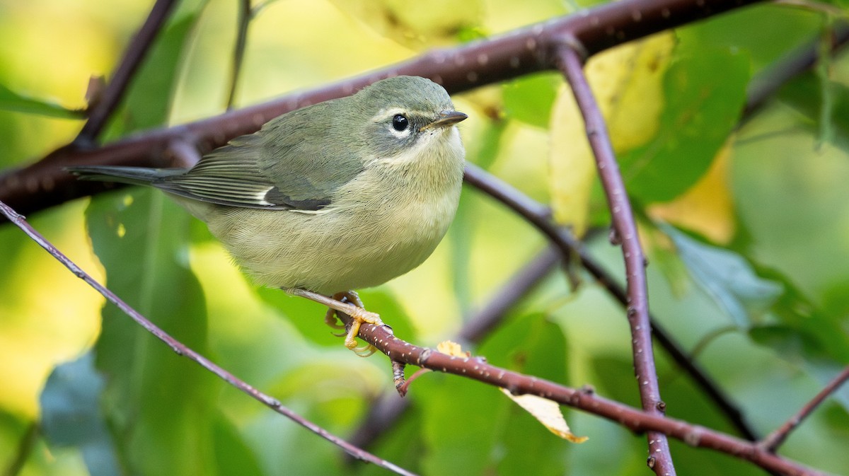 Black-throated Blue Warbler - ML641911254