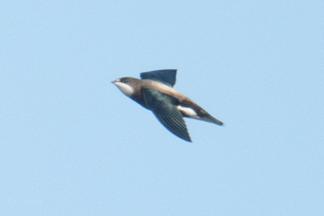 White-throated Needletail - ML641911258