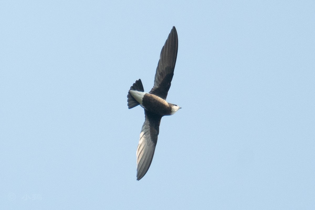 White-throated Needletail - ML641911267