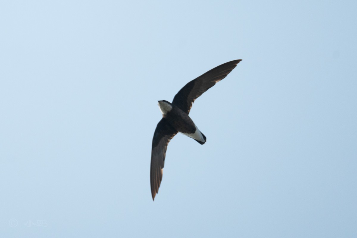 White-throated Needletail - ML641911269