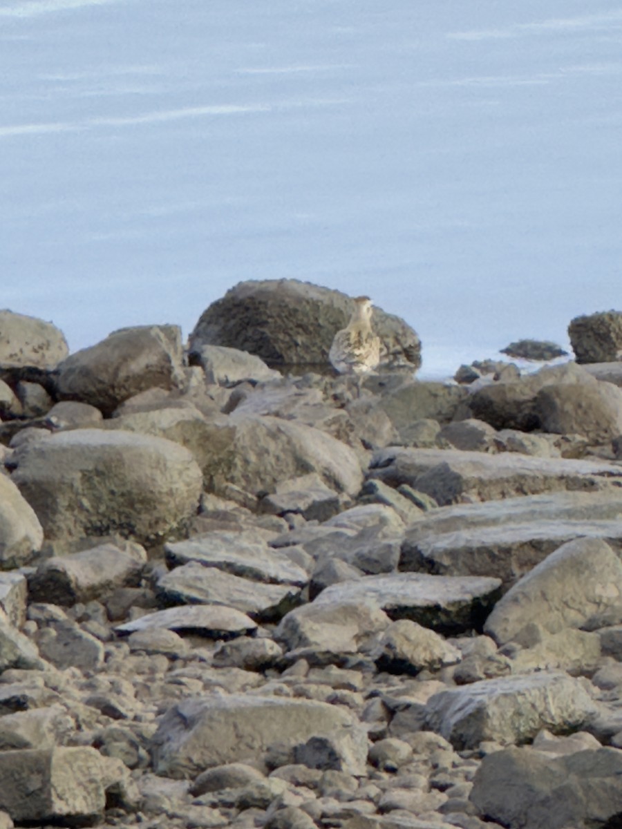 American Golden-Plover - ML641911272