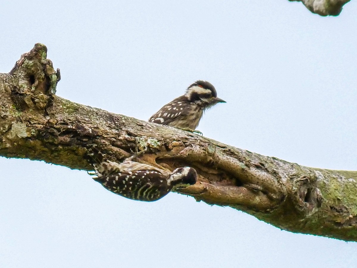Sunda Pygmy Woodpecker - ML641911276