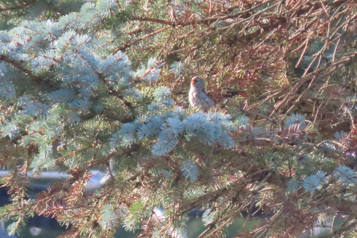 Redpoll - ML641911277